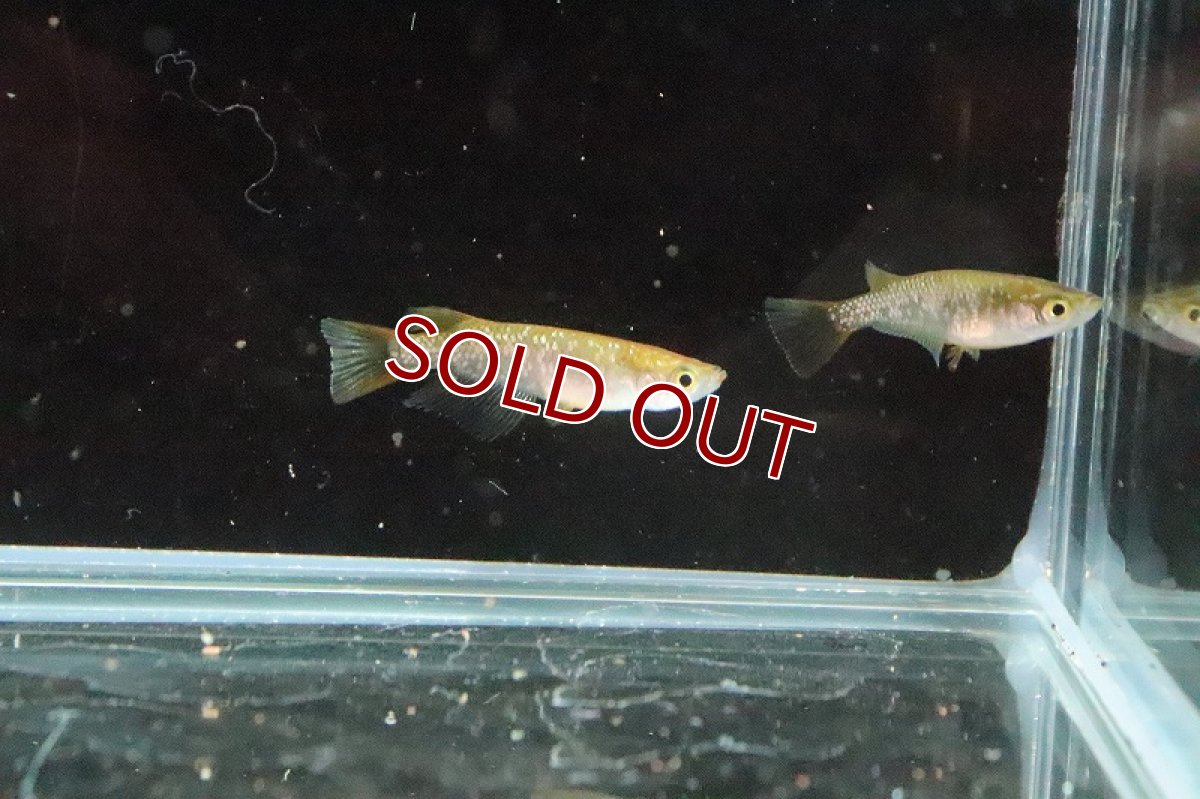 画像5: 【淡水魚】琥珀レインボーラメメダカ【１匹】(変わりメダカ)(生体)(熱帯魚)ＮＫKM (5)