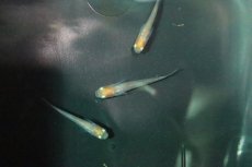 画像1: 【淡水魚】丹頂紅白メダカ【１匹】(変わりメダカ)(生体)(熱帯魚)ＮＫKM (1)