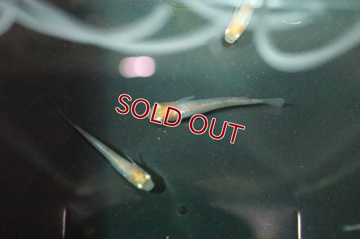 画像2: 【淡水魚】丹頂紅白メダカ【１匹】(変わりメダカ)(生体)(熱帯魚)ＮＫKM (2)