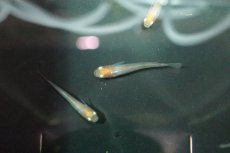 画像2: 【淡水魚】丹頂紅白メダカ【１匹】(変わりメダカ)(生体)(熱帯魚)ＮＫKM (2)