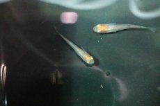 画像3: 【淡水魚】丹頂紅白メダカ【１匹】(変わりメダカ)(生体)(熱帯魚)ＮＫKM (3)