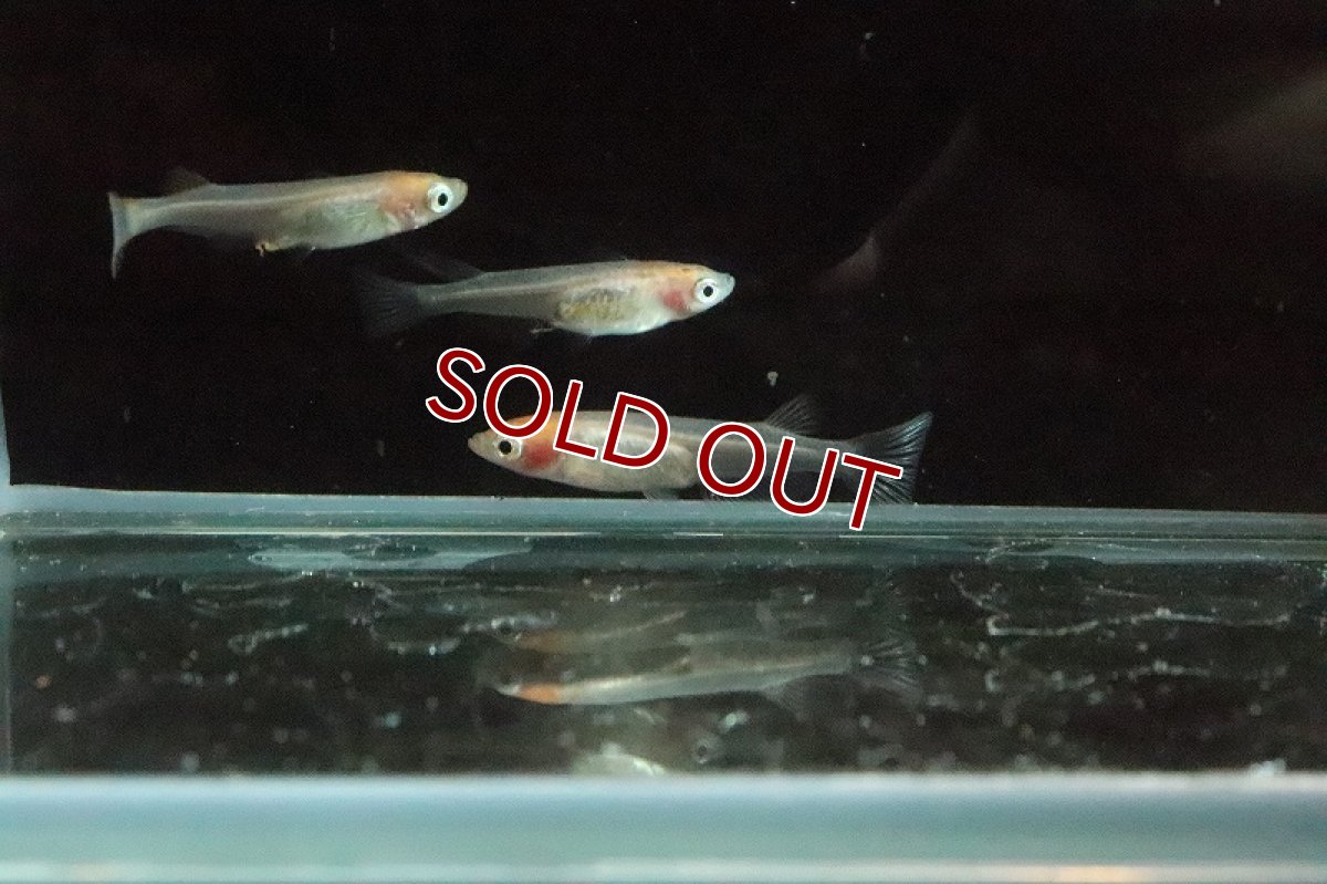 画像4: 【淡水魚】丹頂紅白メダカ【１匹】(変わりメダカ)(生体)(熱帯魚)ＮＫKM (4)