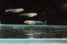 画像4: 【淡水魚】丹頂紅白メダカ【１匹】(変わりメダカ)(生体)(熱帯魚)ＮＫKM (4)