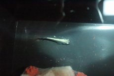 画像1: 【淡水魚】黒幹之メダカ【１匹】(変わりメダカ)(生体)(熱帯魚)ＮＫKM (1)