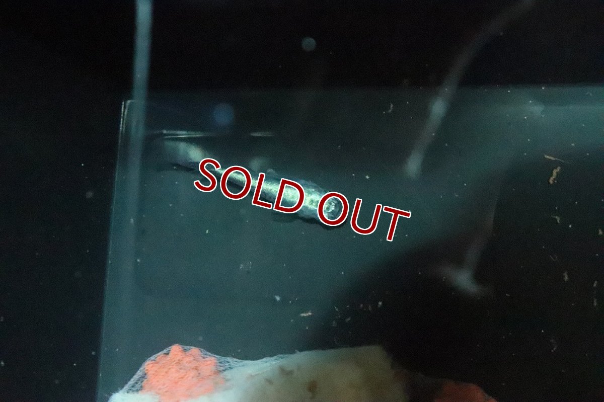 画像2: 【淡水魚】黒幹之メダカ【１匹】(変わりメダカ)(生体)(熱帯魚)ＮＫKM (2)