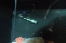 画像2: 【淡水魚】【通販】黒幹之メダカ【１匹】(変わりメダカ)(生体)(熱帯魚)ＮＫKM (2)