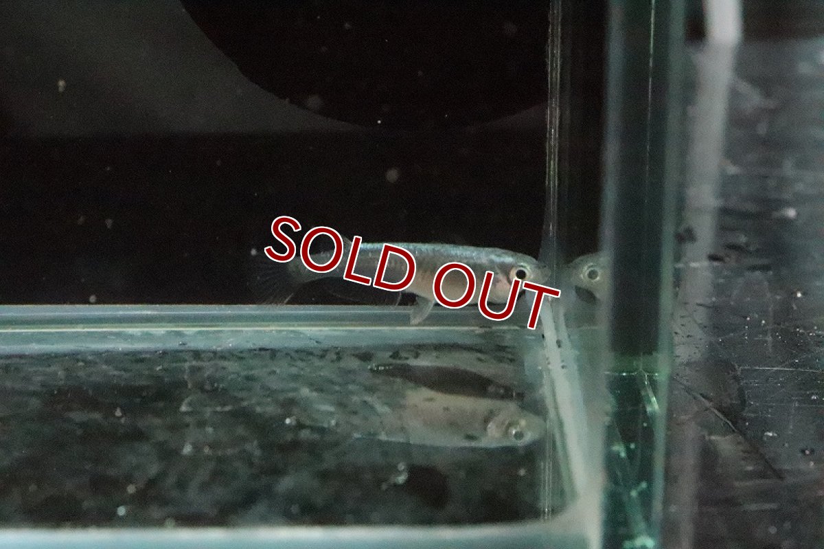 画像3: 【淡水魚】黒幹之メダカ【１匹】(変わりメダカ)(生体)(熱帯魚)ＮＫKM (3)