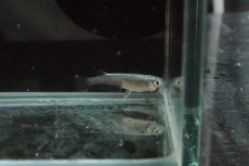 画像3: 【淡水魚】黒幹之メダカ【１匹】(変わりメダカ)(生体)(熱帯魚)ＮＫKM (3)