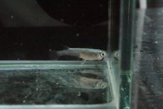 画像3: 【淡水魚】【通販】黒幹之メダカ【１匹】(変わりメダカ)(生体)(熱帯魚)ＮＫKM (3)