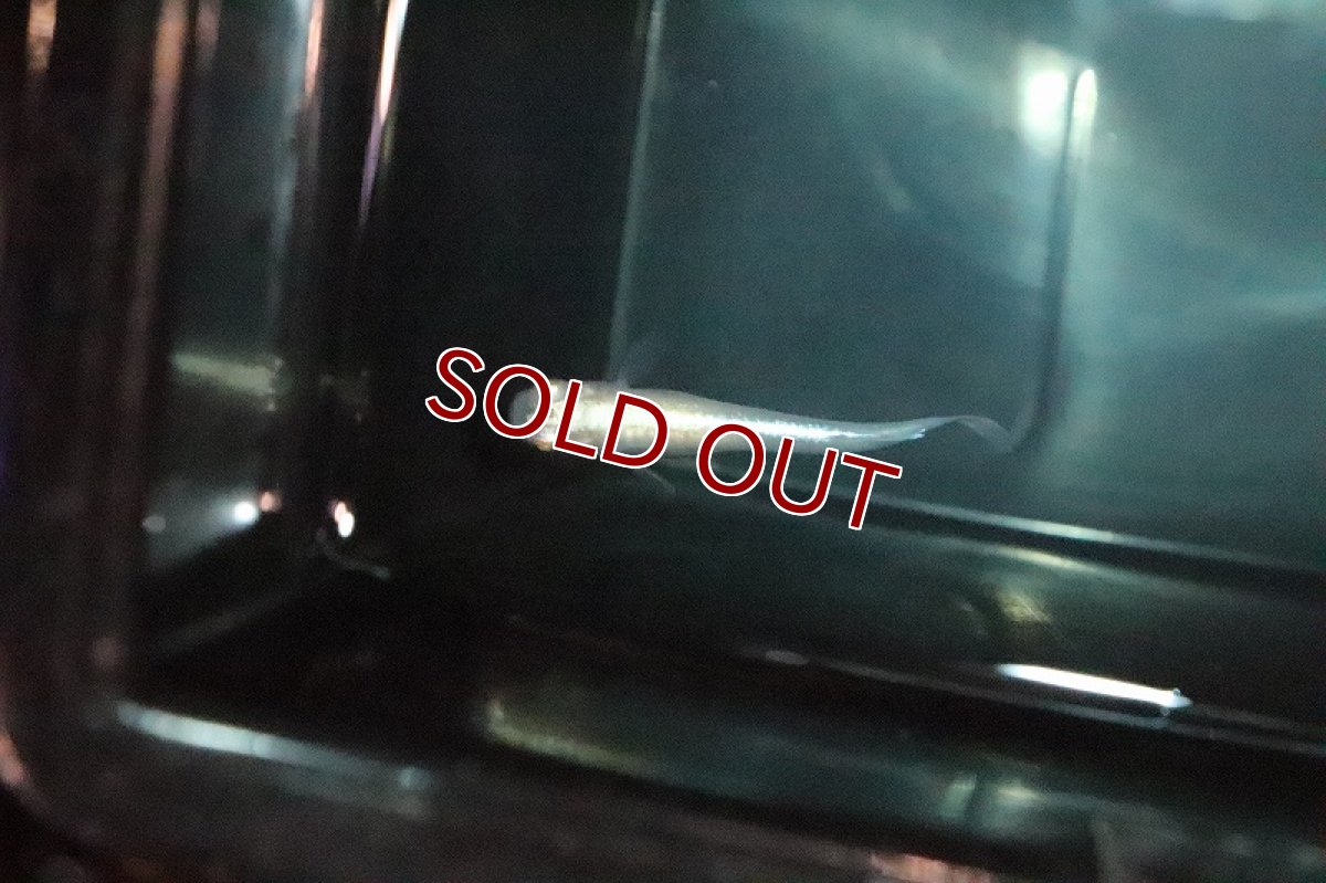 画像2: 【淡水魚】大特価 雲母メダカ【1匹 サンプル画像】(変わりメダカ)(生体)(熱帯魚)ＮＫKM (2)