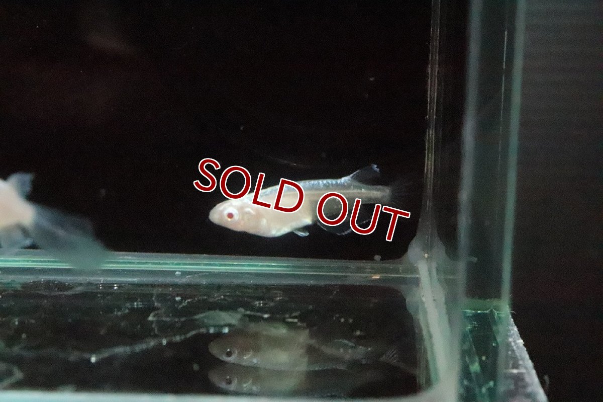 画像3: 【淡水魚】大特価 雲母メダカ【1匹 サンプル画像】(変わりメダカ)(生体)(熱帯魚)ＮＫKM (3)