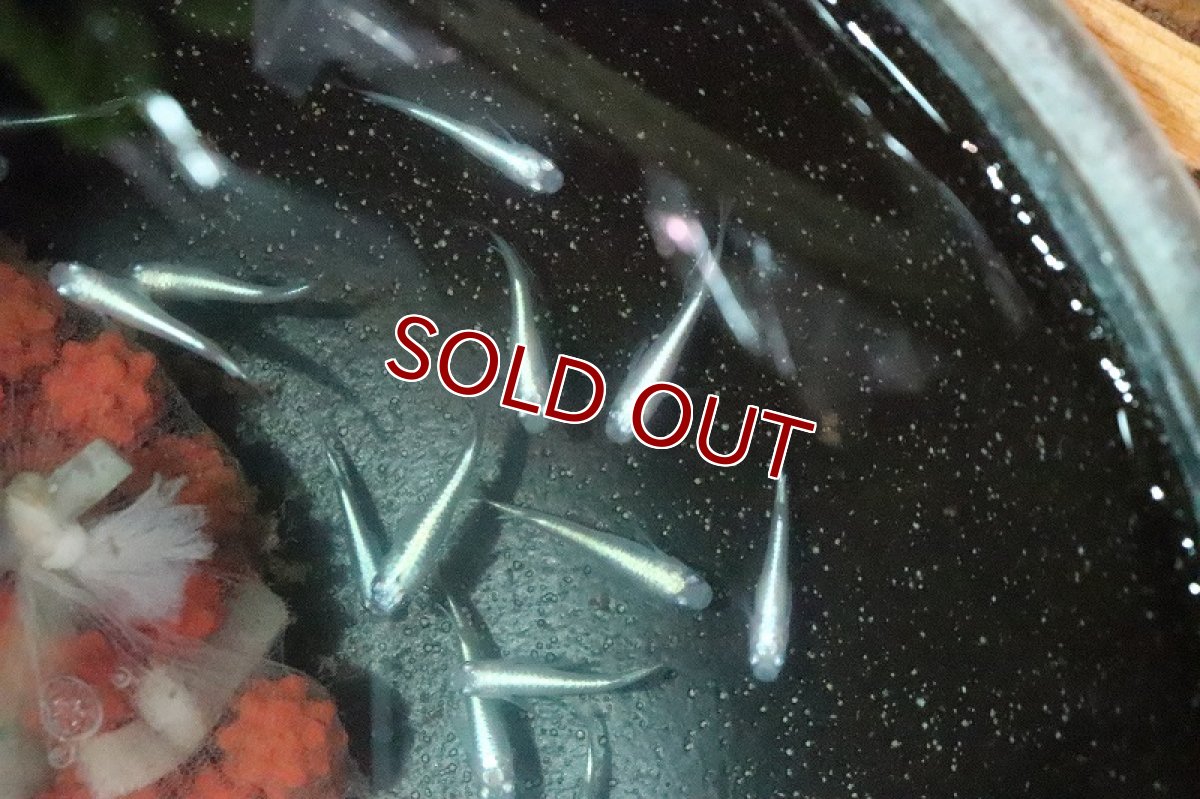 画像2: 【淡水魚】幹之メダカ【１匹】(変わりメダカ)(生体)(熱帯魚)ＮＫKM (2)