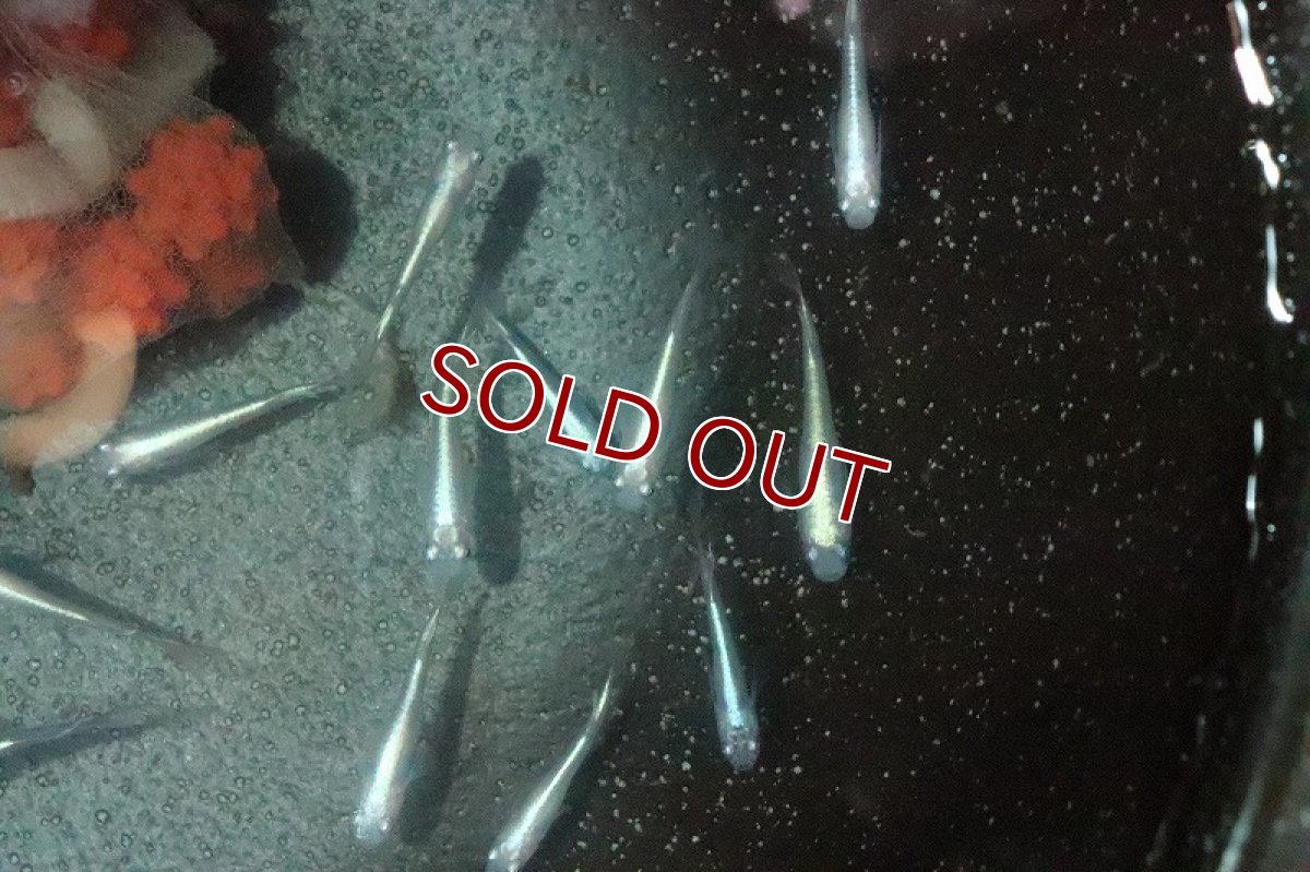 画像3: 【淡水魚】幹之メダカ【１匹】(変わりメダカ)(生体)(熱帯魚)ＮＫKM (3)