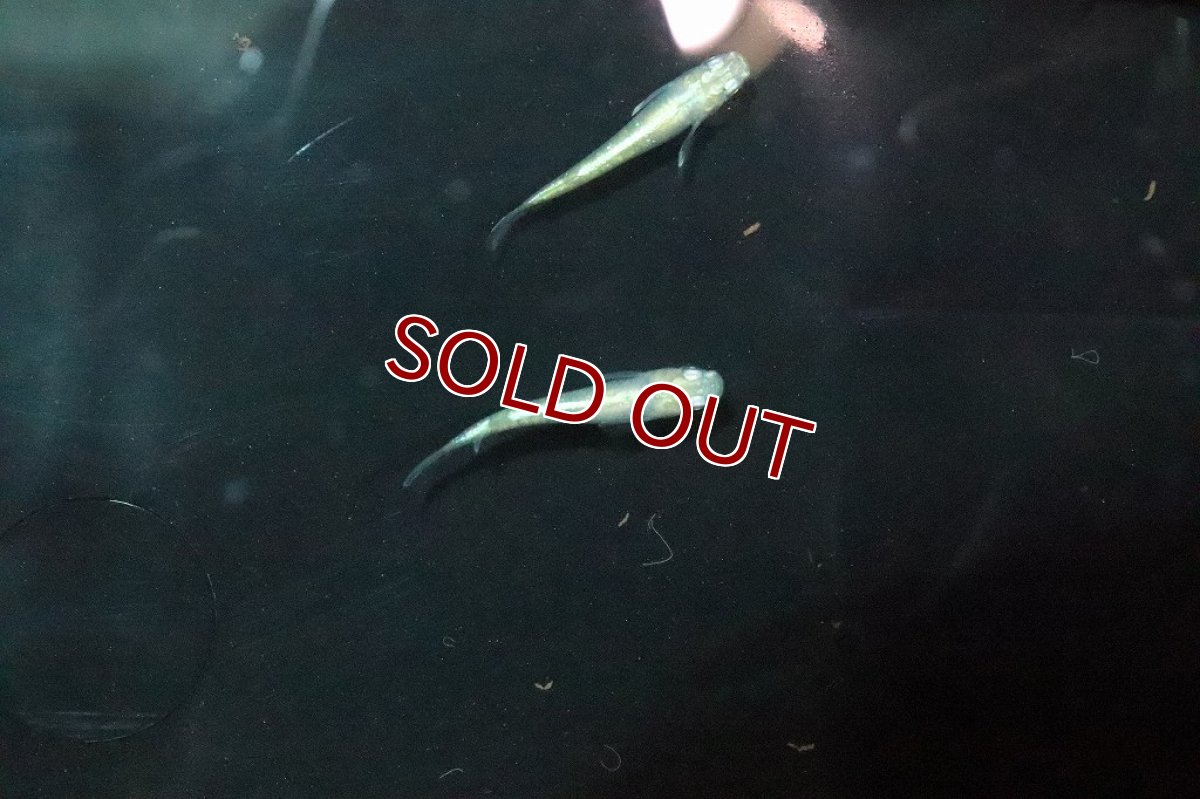 画像2: 【淡水魚】緑光シルキーメダカ【１匹】(変わりメダカ)(生体)(熱帯魚)ＮＫKM (2)