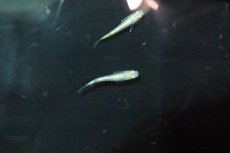 画像2: 【淡水魚】【通販】緑光シルキーメダカ【１匹】(変わりメダカ)(生体)(熱帯魚)ＮＫKM (2)