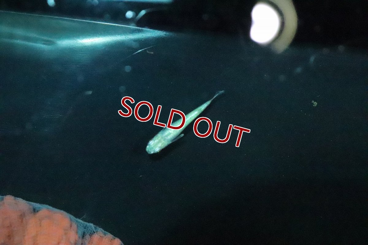 画像3: 【淡水魚】緑光シルキーメダカ【１匹】(変わりメダカ)(生体)(熱帯魚)ＮＫKM (3)