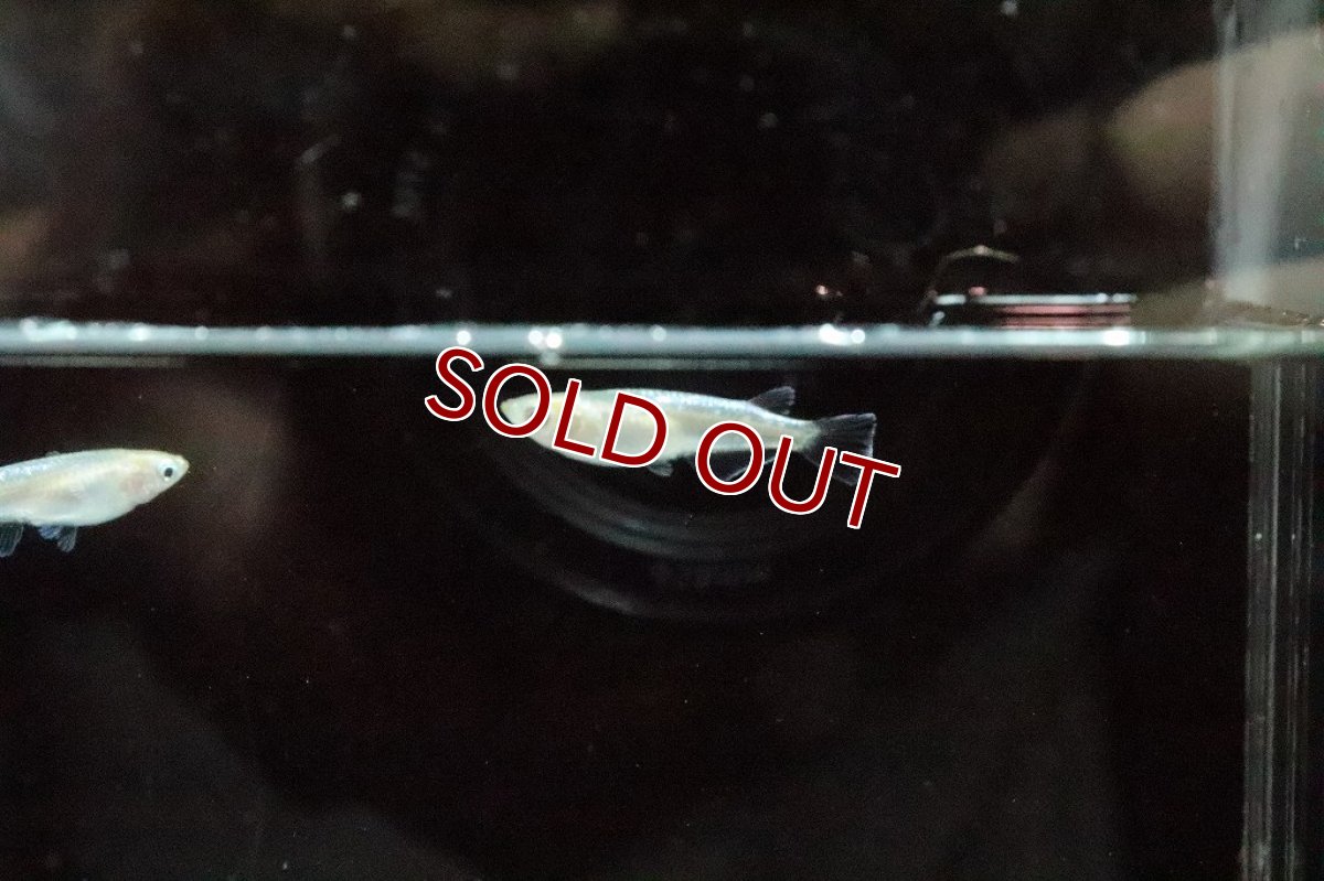 画像4: 【淡水魚】緑光シルキーメダカ【１匹】(変わりメダカ)(生体)(熱帯魚)ＮＫKM (4)