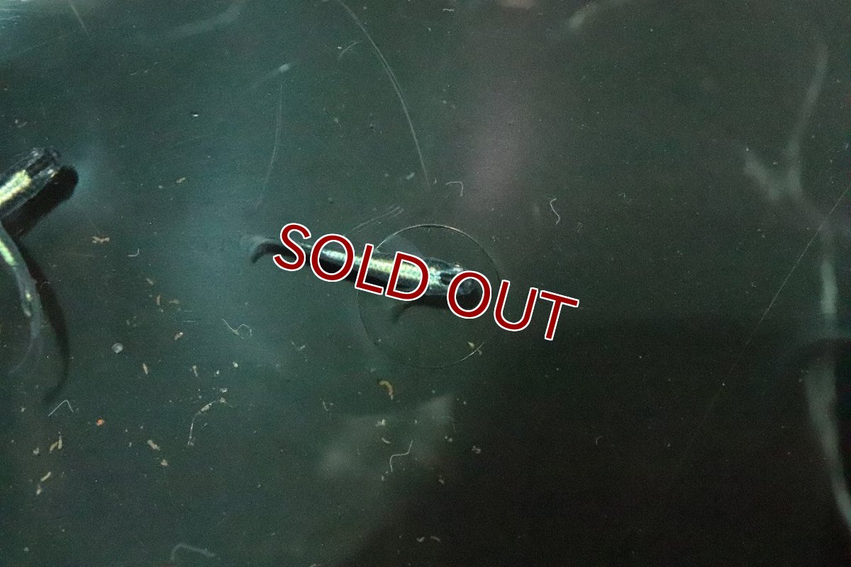 画像2: 【淡水魚】黒カブキメダカ【１匹】(変わりメダカ)(生体)(熱帯魚)ＮＫKM (2)