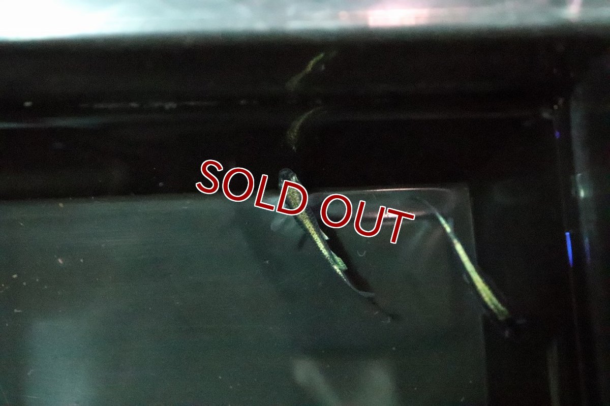 画像3: 【淡水魚】黒カブキメダカ【１匹】(変わりメダカ)(生体)(熱帯魚)ＮＫKM (3)