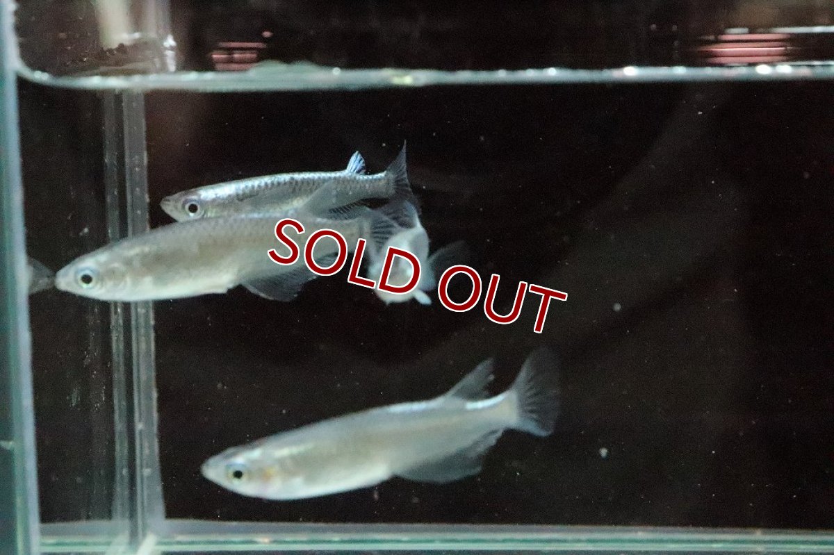 画像4: 【淡水魚】黒カブキメダカ【１匹】(変わりメダカ)(生体)(熱帯魚)ＮＫKM (4)