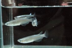 画像4: 【淡水魚】【通販】黒カブキメダカ【１匹】(変わりメダカ)(生体)(熱帯魚)ＮＫKM (4)