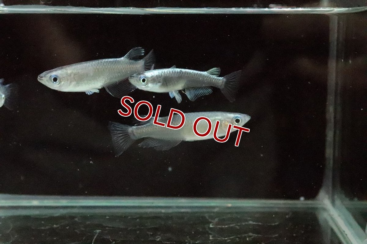 画像5: 【淡水魚】黒カブキメダカ【１匹】(変わりメダカ)(生体)(熱帯魚)ＮＫKM (5)