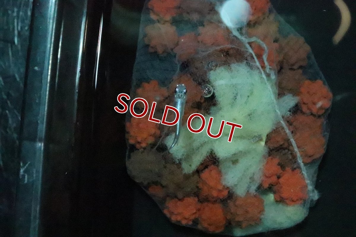 画像2: 【淡水魚】オーロラブルーメダカ【１匹】(変わりメダカ)(生体)(熱帯魚)ＮＫKM (2)