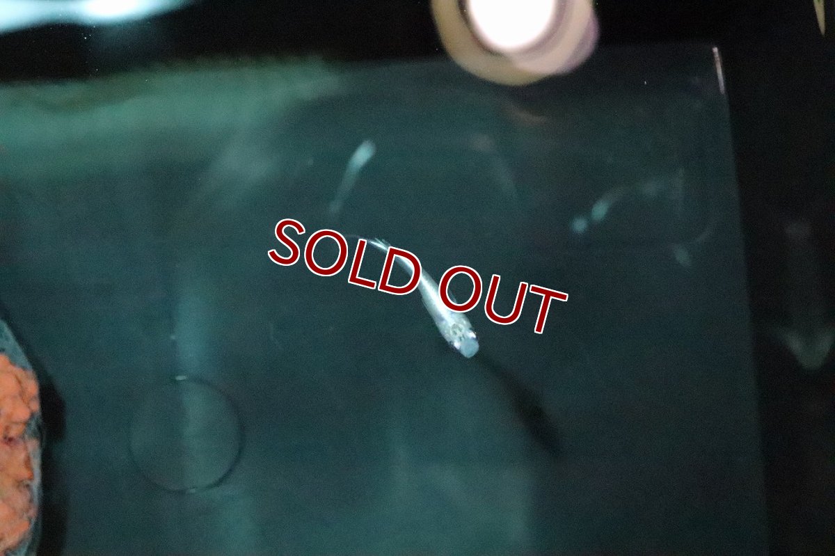 画像3: 【淡水魚】オーロラブルーメダカ【１匹】(変わりメダカ)(生体)(熱帯魚)ＮＫKM (3)