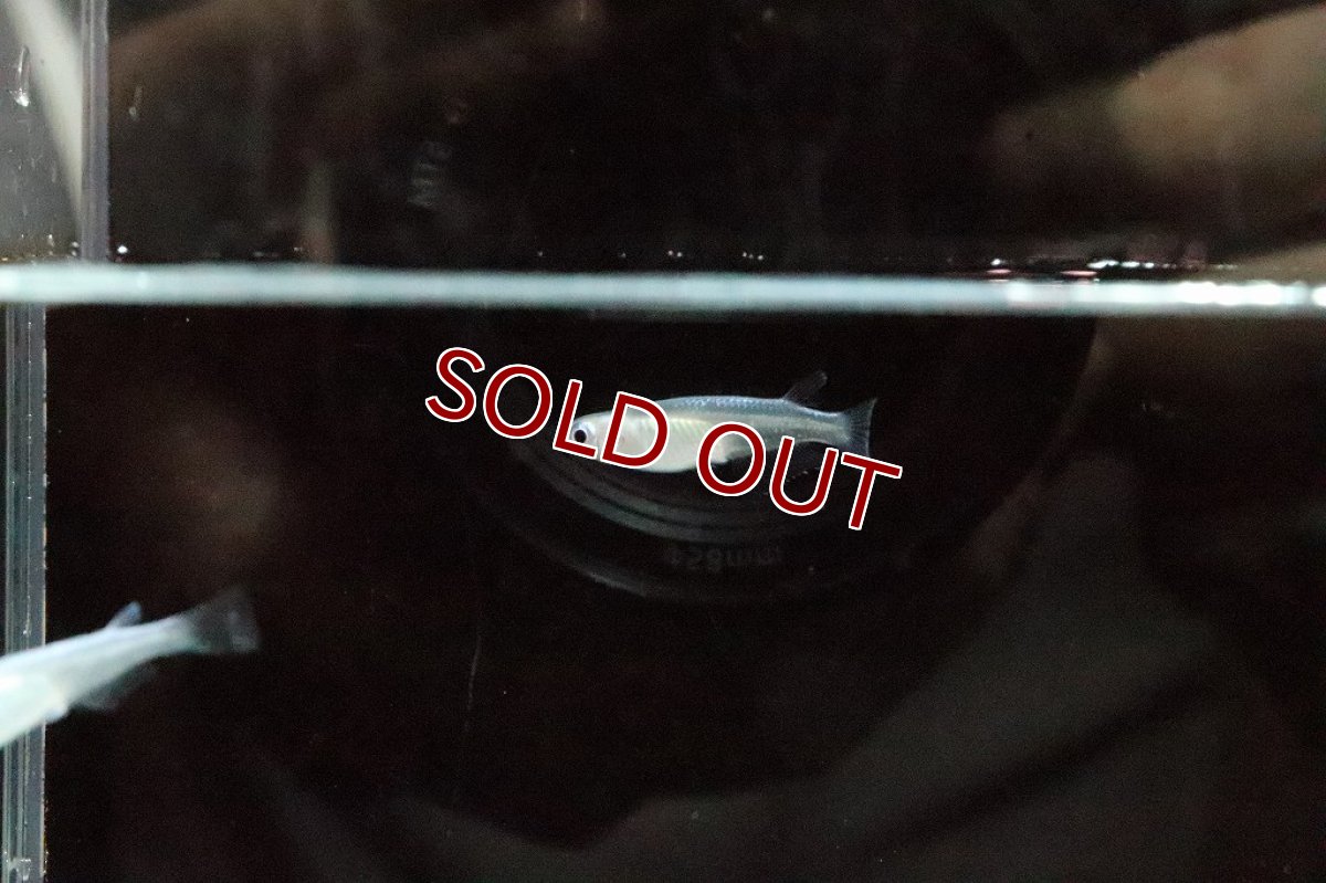 画像4: 【淡水魚】オーロラブルーメダカ【１匹】(変わりメダカ)(生体)(熱帯魚)ＮＫKM (4)