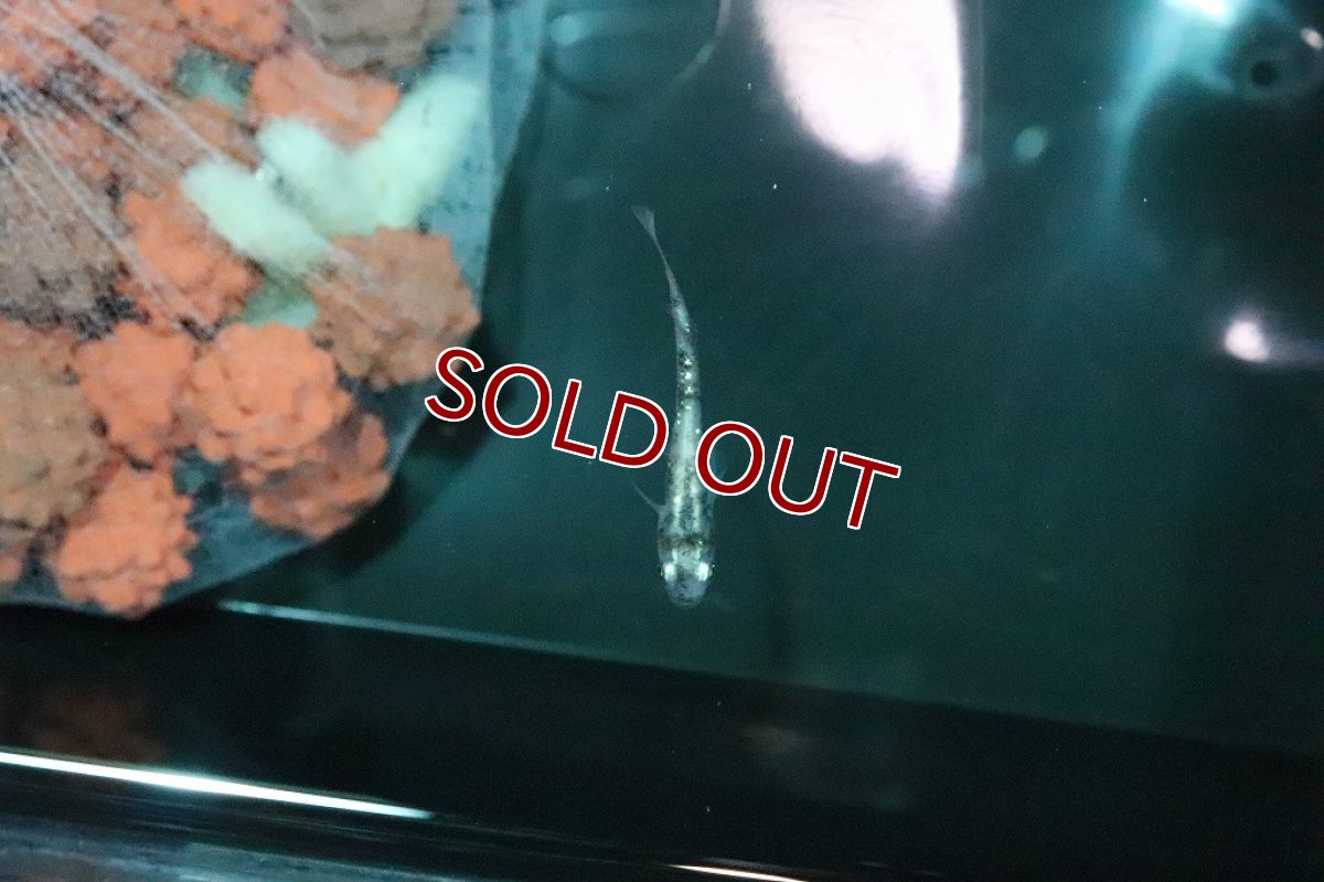 画像2: 【淡水魚】三色系錦ラメメダカ【１匹】(変わりメダカ)(生体)(熱帯魚)ＮＫKM (2)