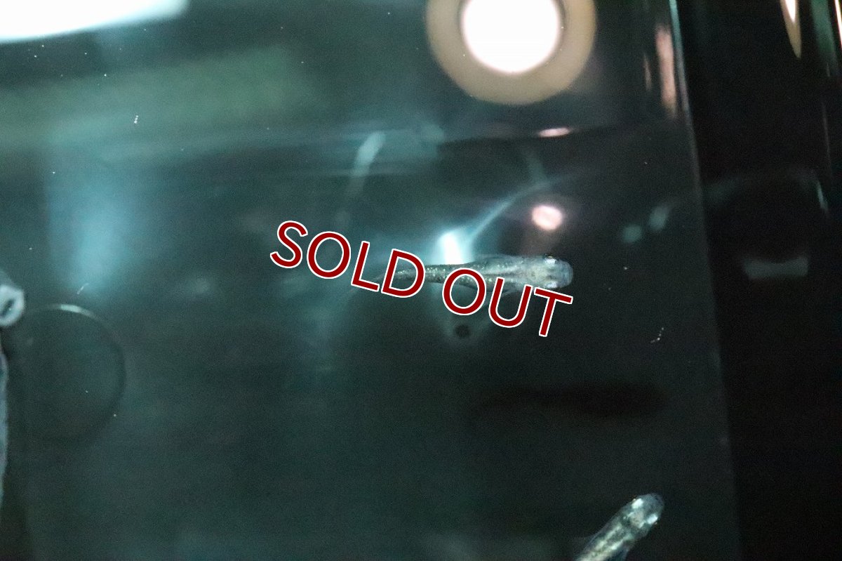 画像3: 【淡水魚】三色系錦ラメメダカ【１匹】(変わりメダカ)(生体)(熱帯魚)ＮＫKM (3)