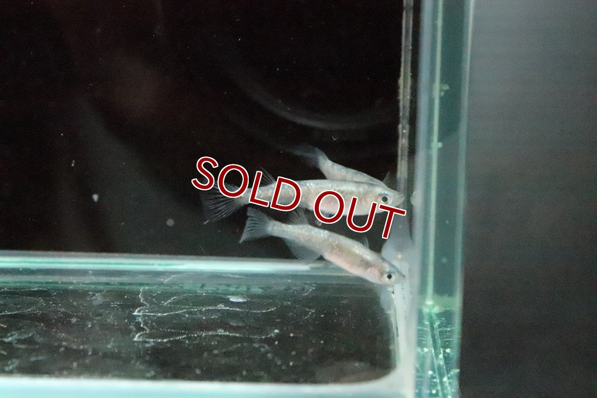 画像4: 【淡水魚】三色系錦ラメメダカ【１匹】(変わりメダカ)(生体)(熱帯魚)ＮＫKM (4)