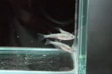 画像4: 【淡水魚】【通販】三色系錦ラメメダカ【１匹】(変わりメダカ)(生体)(熱帯魚)ＮＫKM (4)