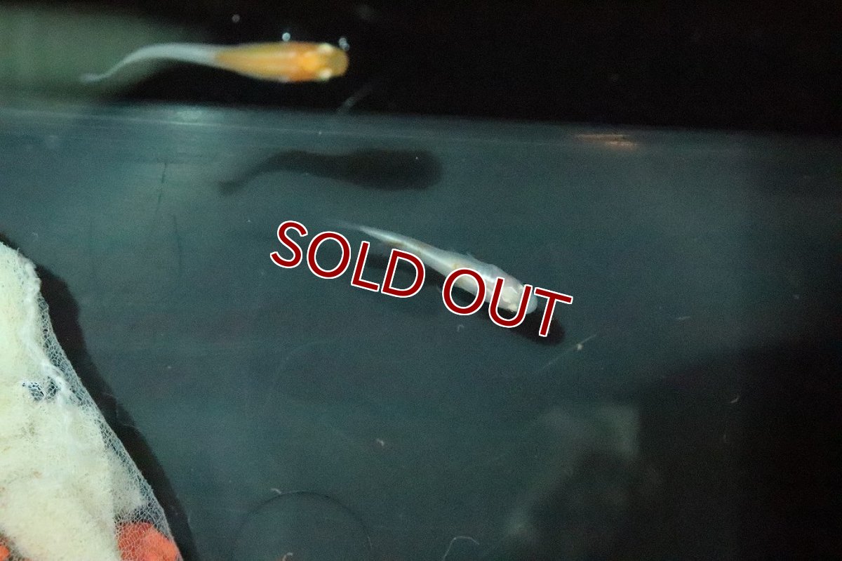 画像2: 【淡水魚】小町メダカ 桃ちゃんメダカブリード【1匹 サンプル画像】(変わりメダカ)(生体)(熱帯魚)ＮＫKM (2)