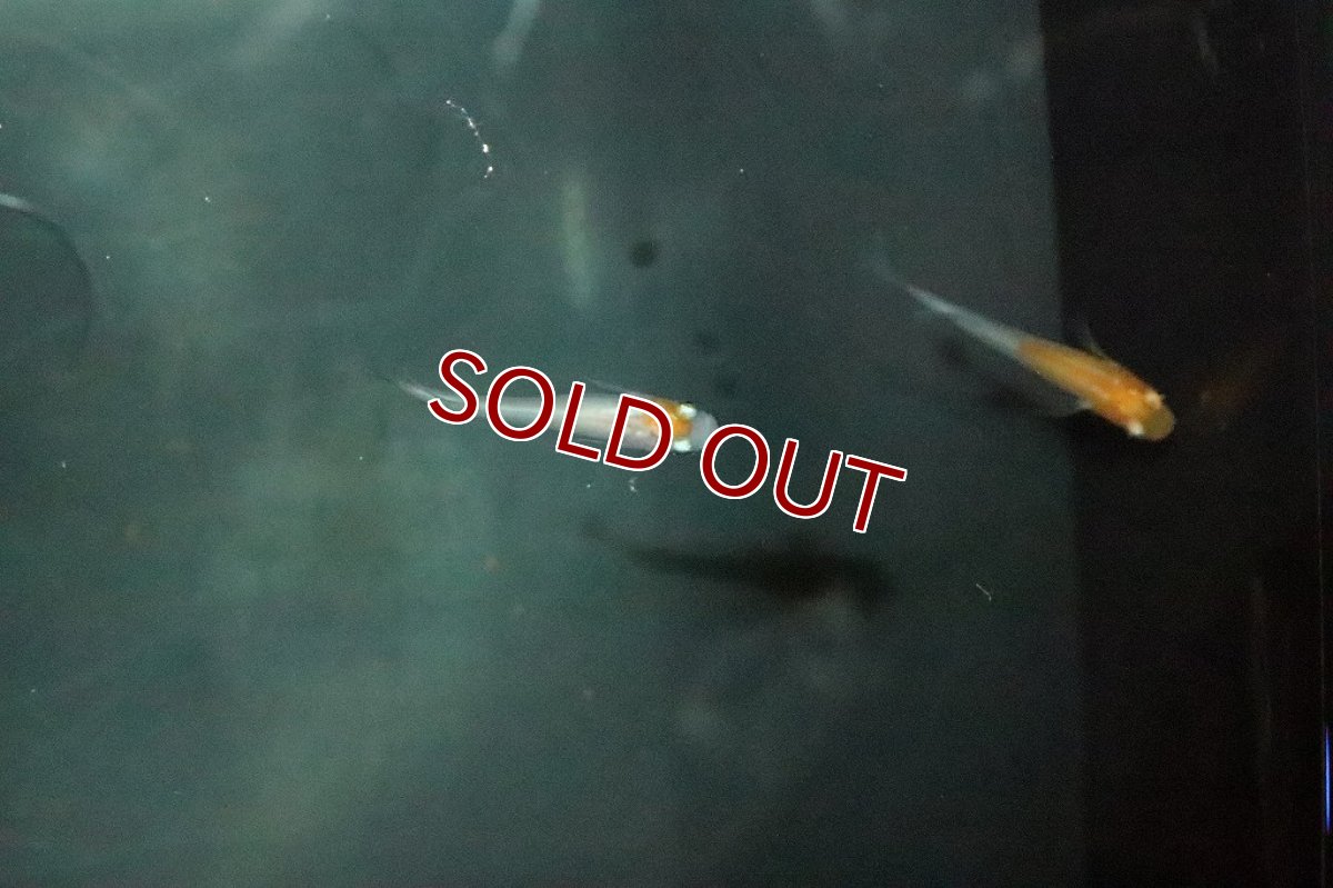 画像3: 【淡水魚】小町メダカ 桃ちゃんメダカブリード【1匹 サンプル画像】(変わりメダカ)(生体)(熱帯魚)ＮＫKM (3)