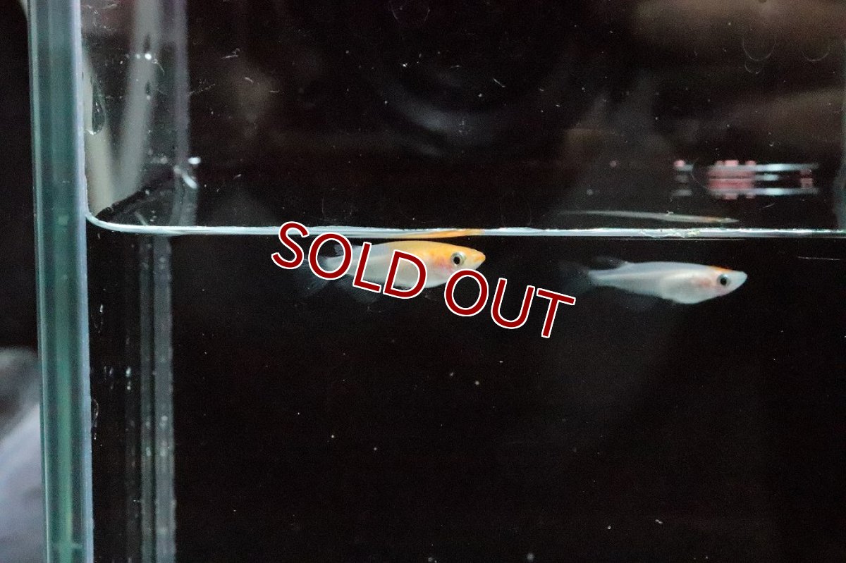 画像4: 【淡水魚】小町メダカ 桃ちゃんメダカブリード【1匹 サンプル画像】(変わりメダカ)(生体)(熱帯魚)ＮＫKM (4)