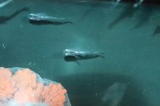 画像1: 【淡水魚】魔王メダカ(スーパーブラック螺鈿光スーパー強光)【１匹】(変わりメダカ)(生体)(淡水)NKKM (1)