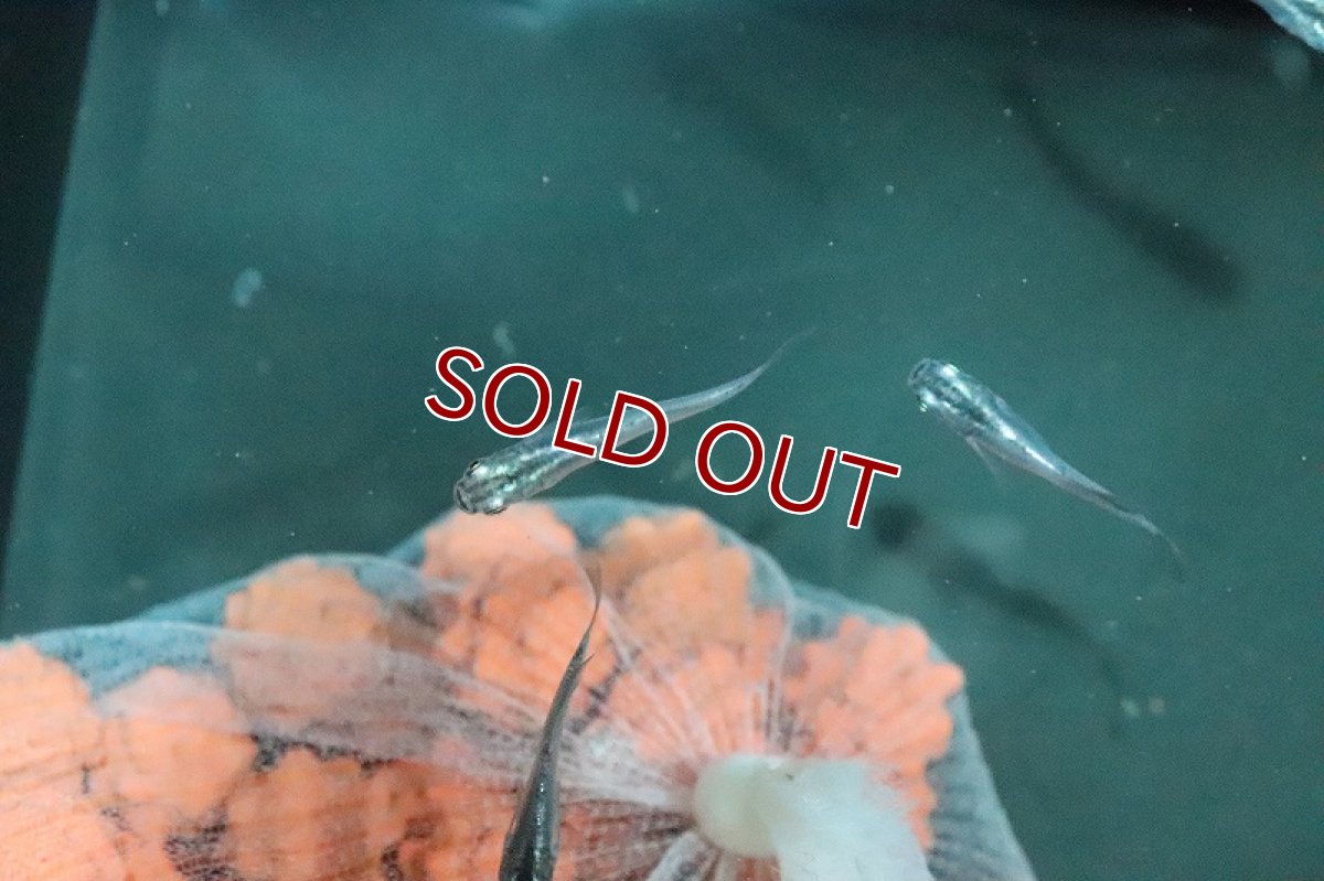 画像2: 【淡水魚】魔王メダカ(スーパーブラック螺鈿光スーパー強光)【１匹】(変わりメダカ)(生体)(淡水)NKKM (2)