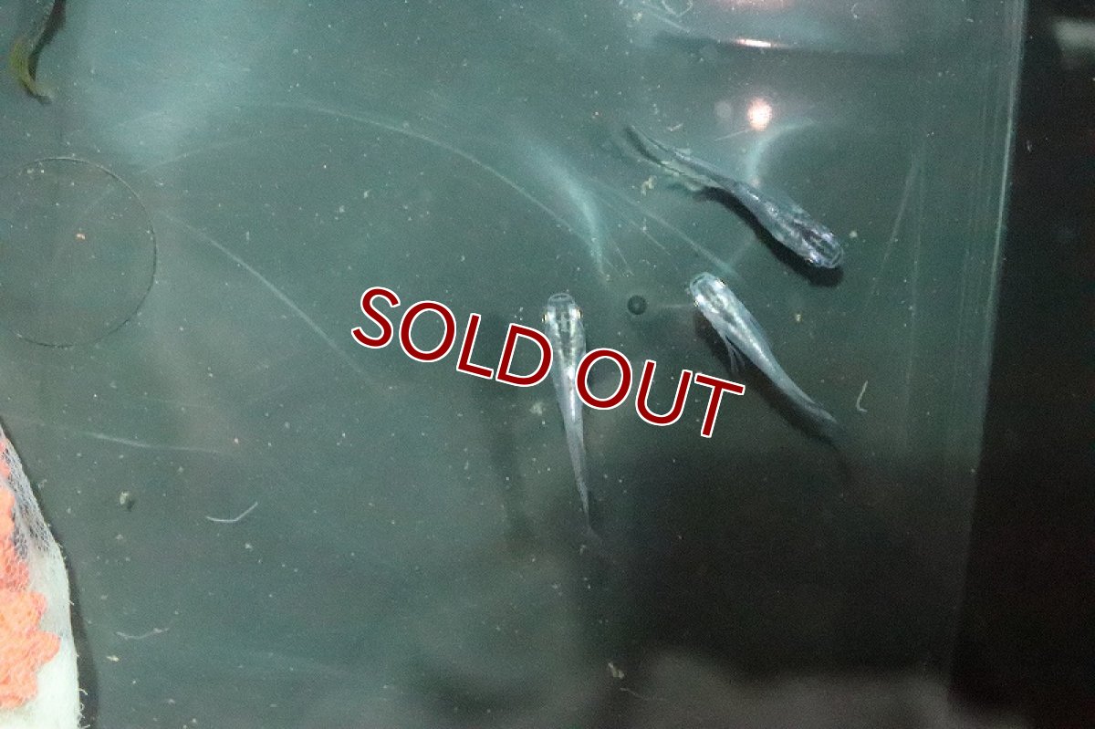 画像3: 【淡水魚】魔王メダカ(スーパーブラック螺鈿光スーパー強光)【１匹】(変わりメダカ)(生体)(淡水)NKKM (3)