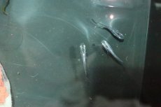 画像3: 【淡水魚】魔王メダカ(スーパーブラック螺鈿光スーパー強光)【１匹】(変わりメダカ)(生体)(淡水)NKKM (3)