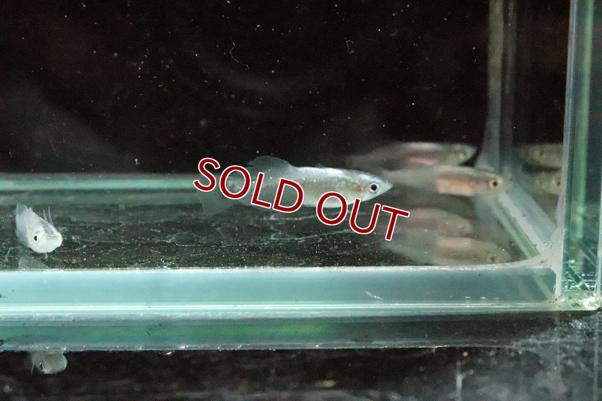 画像4: 【淡水魚】魔王メダカ(スーパーブラック螺鈿光スーパー強光)【１匹】(変わりメダカ)(生体)(淡水)NKKM (4)