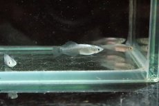 画像4: 【淡水魚】魔王メダカ(スーパーブラック螺鈿光スーパー強光)【１匹】(変わりメダカ)(生体)(淡水)NKKM (4)