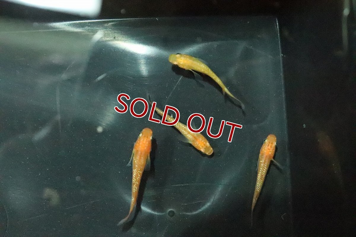 画像3: 【淡水魚】クリアブラウンラメメダカ【１匹】(変わりメダカ)(生体)(淡水)NKKM (3)