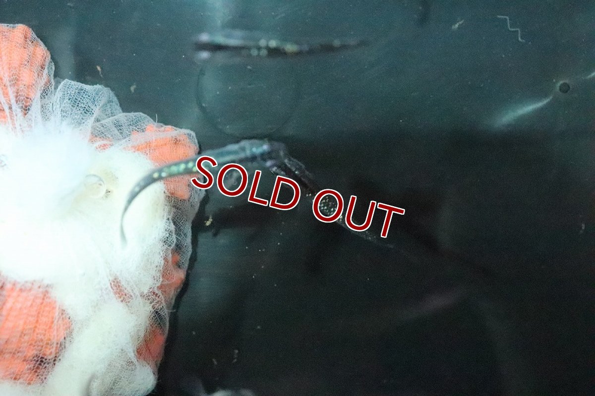 画像2: 【淡水魚】黒ラメ幹之メダカ(昴)【１匹】(変わりメダカ)(生体)(淡水)NKKM (2)