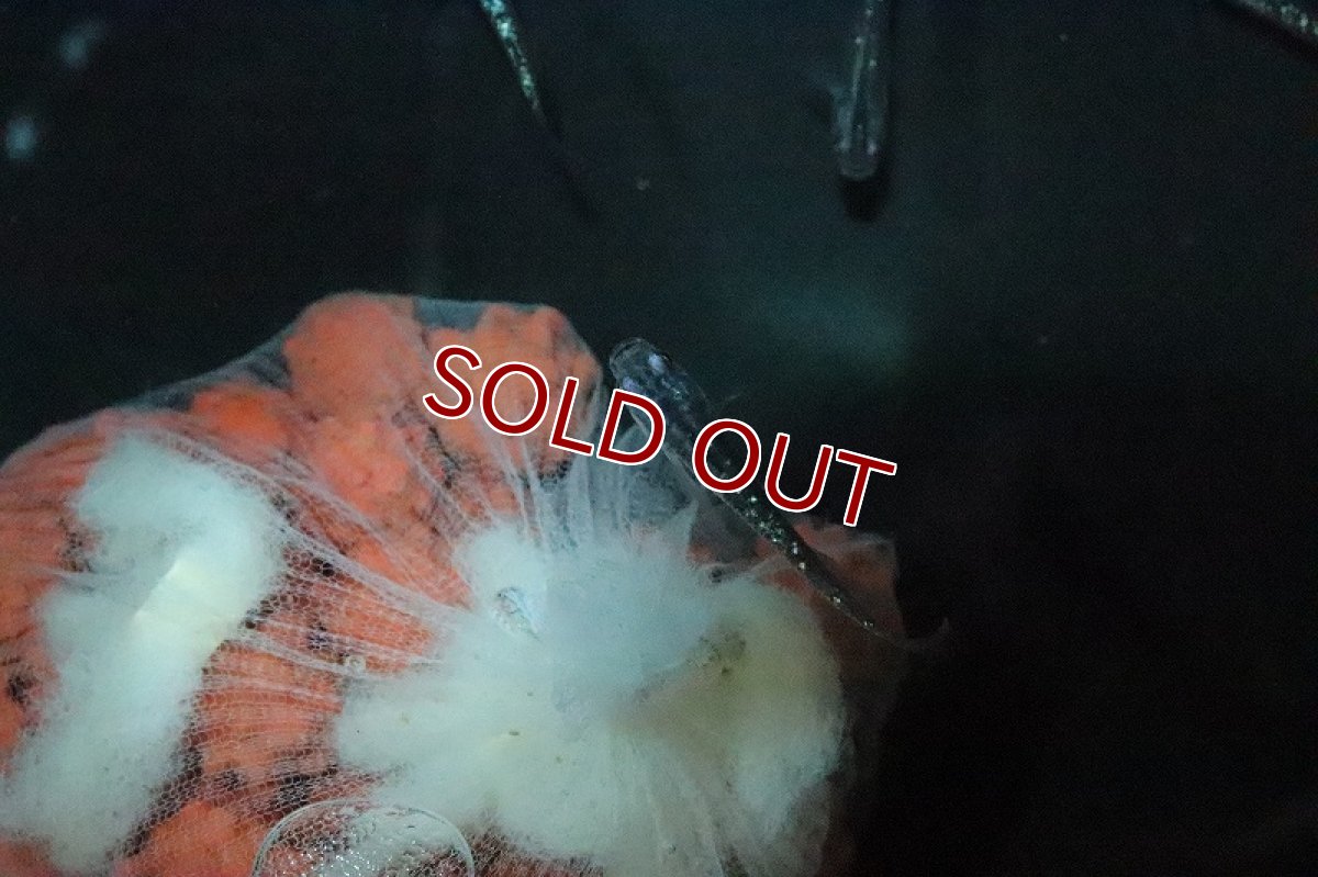 画像3: 【淡水魚】黒ラメ幹之メダカ(昴)【１匹】(変わりメダカ)(生体)(淡水)NKKM (3)