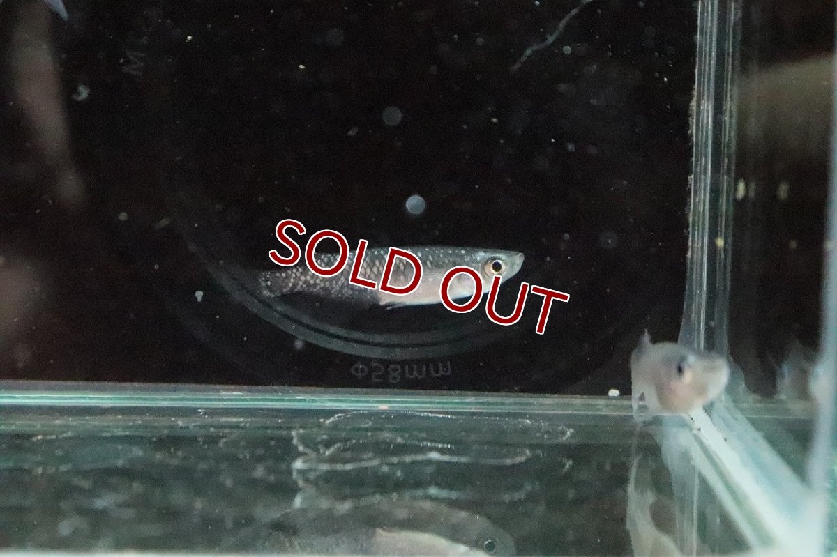 画像4: 【淡水魚】黒ラメ幹之メダカ(昴)【１匹】(変わりメダカ)(生体)(淡水)NKKM (4)