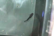 画像2: 【淡水魚】【通販】ブラックダイヤメダカ【１匹】(変わりメダカ)(生体)(淡水)NKKM (2)