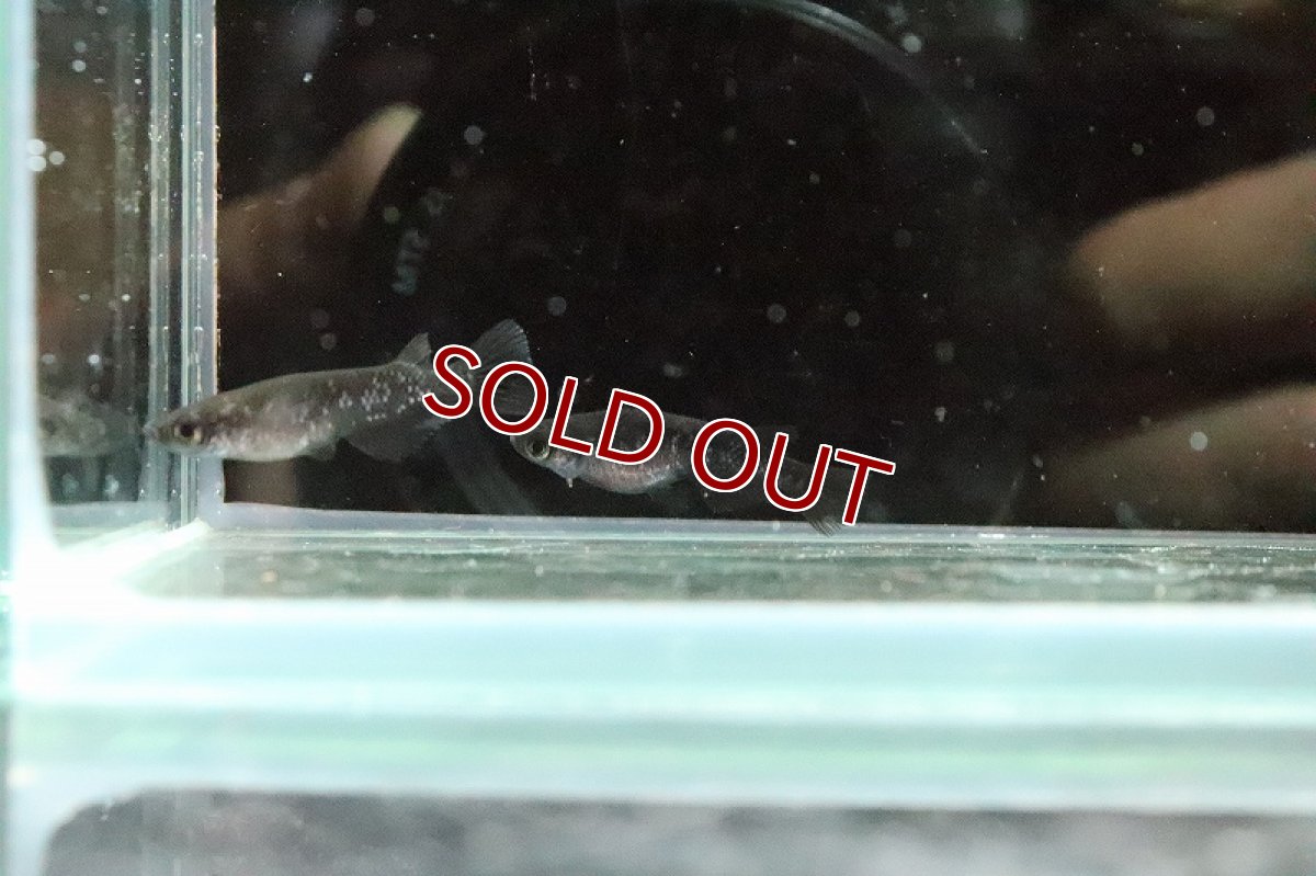 画像3: 【淡水魚】ブラックダイヤメダカ【１匹】(変わりメダカ)(生体)(淡水)NKKM (3)