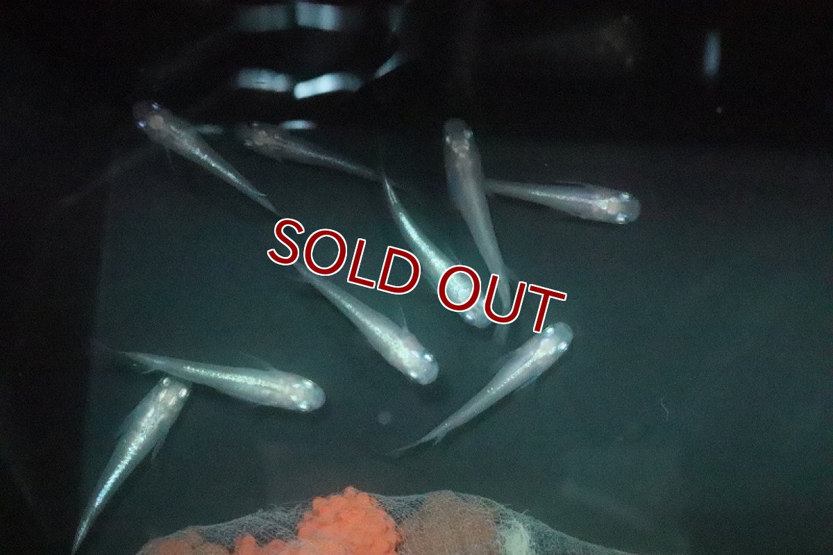 画像2: 【淡水魚】紅蓮幹之メダカ【１匹】(変わりメダカ)(生体)(淡水)NKKM (2)