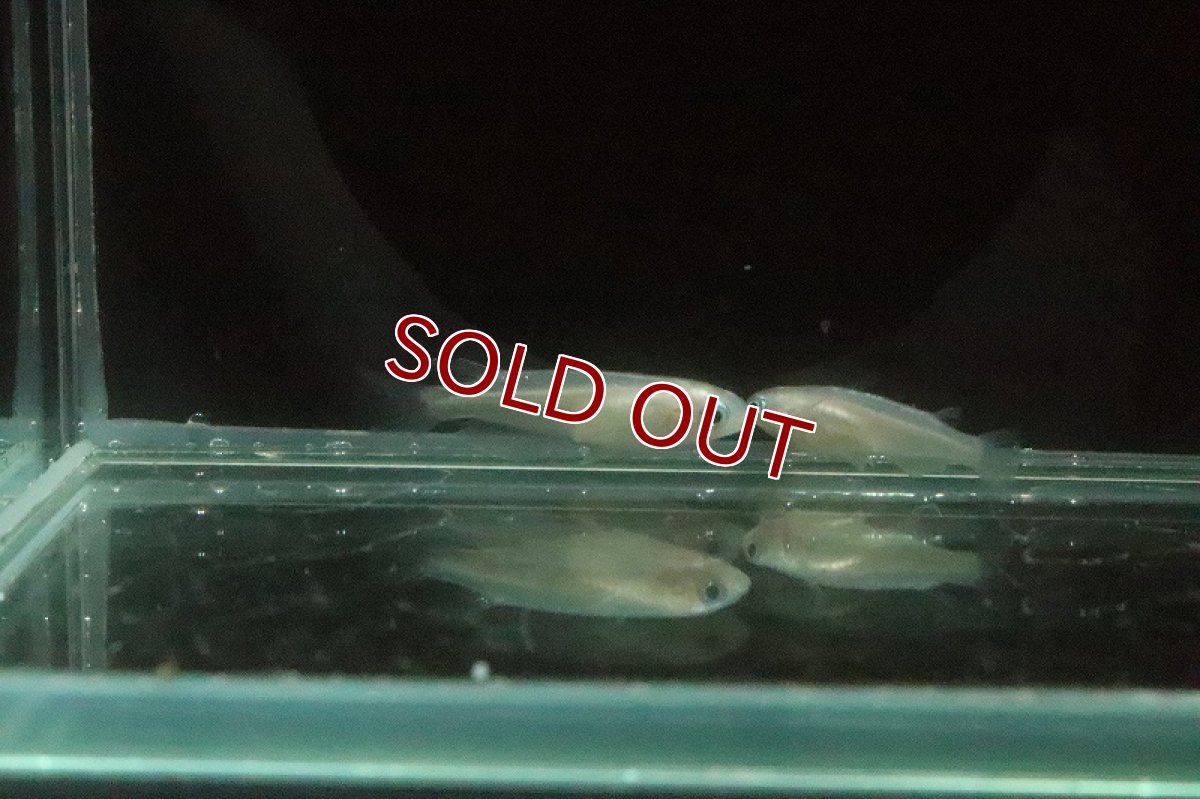 画像3: 【淡水魚】紅蓮幹之メダカ【１匹】(変わりメダカ)(生体)(淡水)NKKM (3)